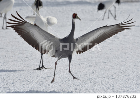 雪上を走るマナヅル（北海道・鶴居村） 137876232