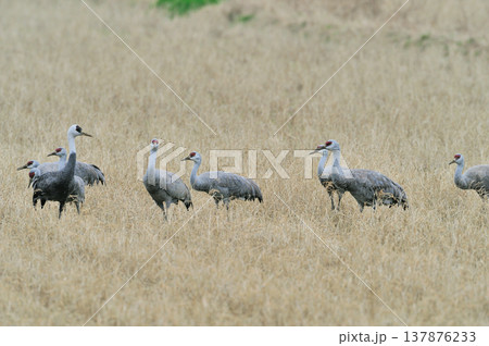 カナダヅルの群（鹿児島県・出水市） 137876233