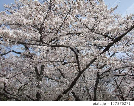 満開になった桜 満開になった桜 137876271