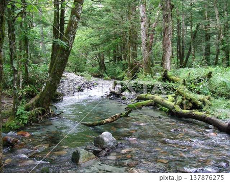森の中の小さな川 上高地 森の中の小さな川 上高地 137876275