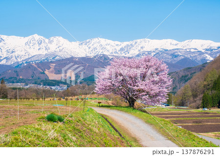 野平の一本桜 野平の一本桜 137876291