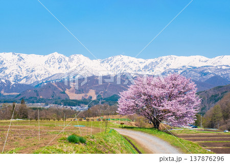 野平の一本桜 137876296