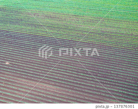 空撮「埼玉県」ドローンで長ネギ畑を俯瞰で撮影 137876301