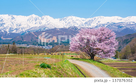 野平の一本桜 137876302
