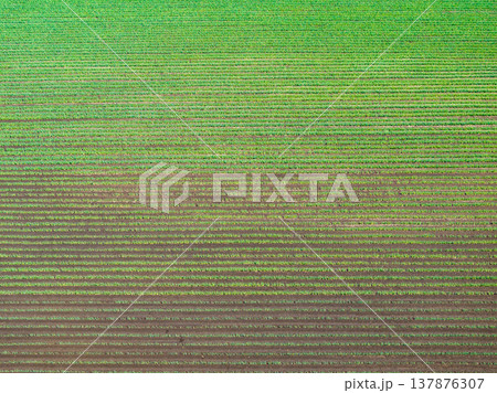 空撮「埼玉県」ドローンで長ネギ畑を俯瞰で撮影 137876307