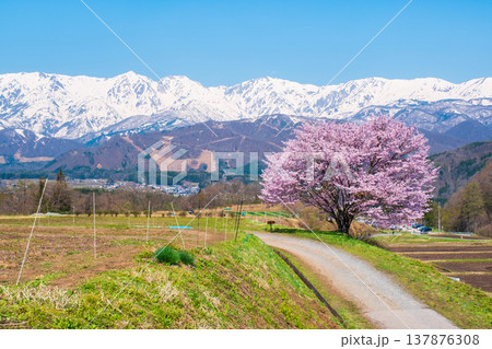 野平の一本桜 野平の一本桜 137876308