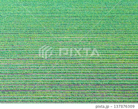 空撮「埼玉県」ドローンで長ネギ畑を俯瞰で撮影 137876309