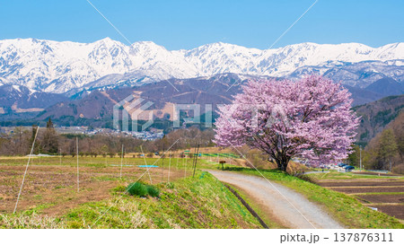 野平の一本桜 137876311