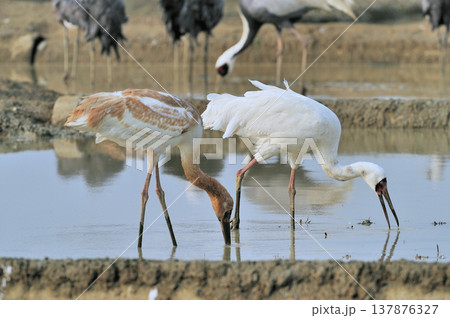 餌を食べるソデグロヅルの成鳥と幼鳥（鹿児島県・出水市） 137876327