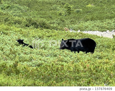 爺ヶ岳のツキノワグマ親子 爺ヶ岳のツキノワグマ親子 137876409