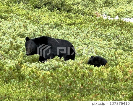 爺ヶ岳のツキノワグマ親子 137876410