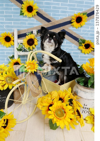 可愛い自転車カゴに入ったチワワ ひまわりの夏スタジオ 可愛い自転車カゴに入ったチワワ ひまわりの夏スタジオ 137876429