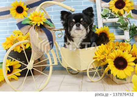 ビタミンカラーのひまわりとチワワ 自転車に座る 137876432