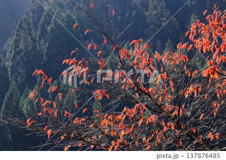 九頭竜湖 137876485