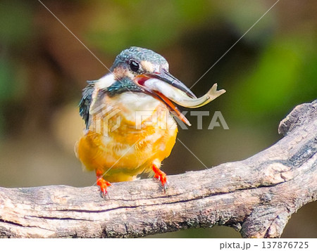 魚をくわえたカワセミの捕食シーン / Kingfisher catching fish wildli 魚をくわえたカワセミの捕食シーン / Kingfisher catching fish wildli 137876725