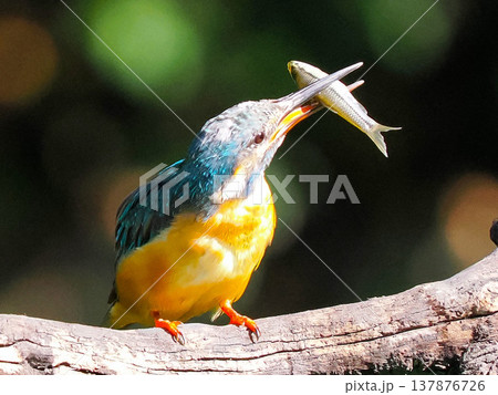 魚をくわえたカワセミの捕食シーン / Kingfisher catching fish wildli 137876726