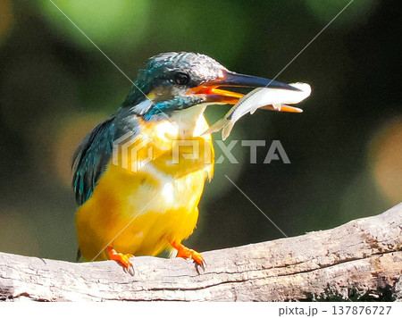 魚をくわえたカワセミの捕食シーン / Kingfisher catching fish wildli 137876727