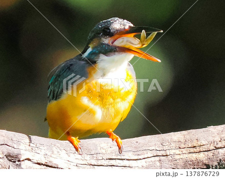 魚をくわえたカワセミの捕食シーン / Kingfisher catching fish wildli 137876729