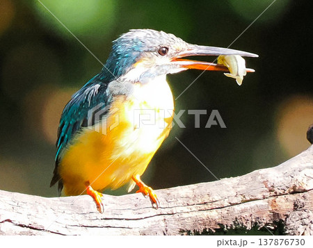 魚をくわえたカワセミの捕食シーン / Kingfisher catching fish wildli 137876730