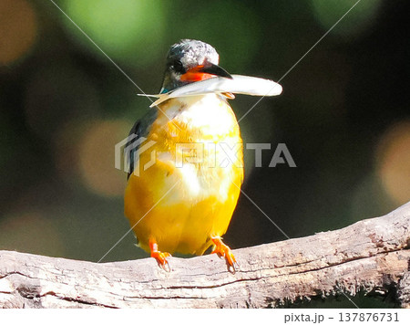 魚をくわえたカワセミの捕食シーン / Kingfisher catching fish wildli 魚をくわえたカワセミの捕食シーン / Kingfisher catching fish wildli 137876731
