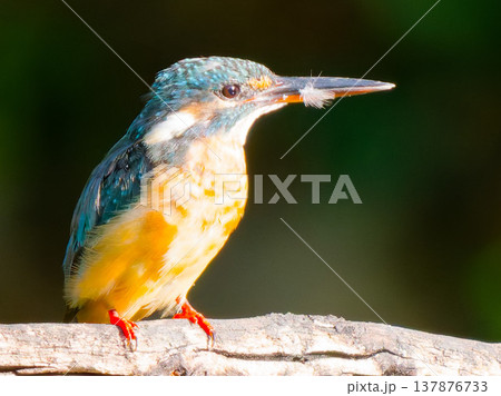 魚をくわえたカワセミの捕食シーン / Kingfisher catching fish wildli 137876733