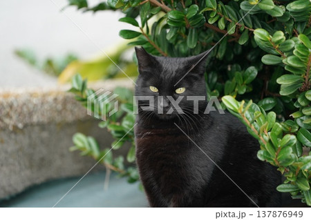 黒猫 黒猫 137876949