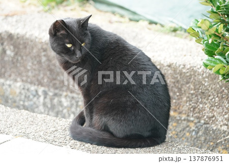 振り返る黒猫 振り返る黒猫 137876951