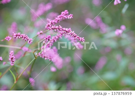 イヌタデの花 イヌタデの花 137876959