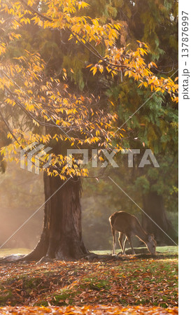 飛火野園地、紅葉と鹿 137876997