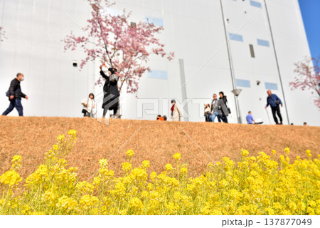 旧中川の河岸岸に咲く菜の花と早咲きサクラ 旧中川の河岸岸に咲く菜の花と早咲きサクラ 137877049