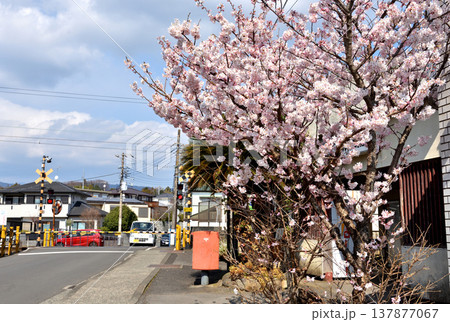 富士フィルム駅前に咲く春めき桜 137877067