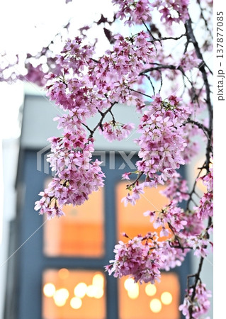 春のお店の前に咲くオカメ桜 137877085