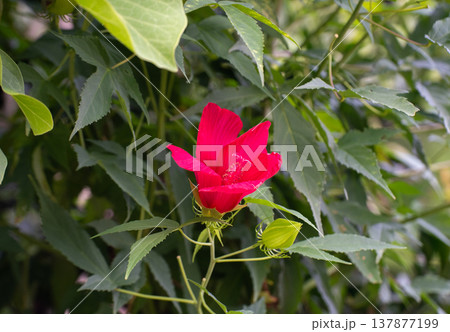 モミジアオイの赤い花 137877199