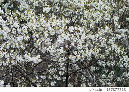 桜の基本野生種バラ科カスミザクラの開花 桜の基本野生種バラ科カスミザクラの開花 137877288