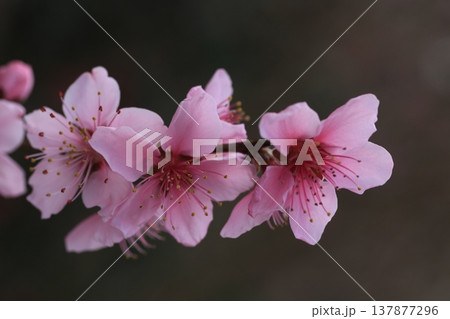 春の訪れを告げる桃の花 春の訪れを告げる桃の花 137877296