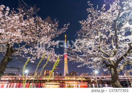 「東京都」隅田公園の夜桜と東京スカイツリーの風景 墨田区 「東京都」隅田公園の夜桜と東京スカイツリーの風景 墨田区 137877301