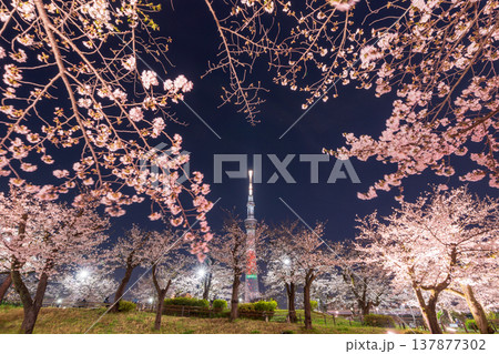 「東京都」隅田公園の夜桜と東京スカイツリーの風景　墨田区 137877302