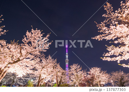 「東京都」隅田公園の夜桜と東京スカイツリーの風景　墨田区 137877303