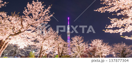 「東京都」隅田公園の夜桜と東京スカイツリーの風景　墨田区 137877304