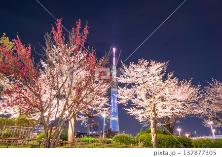 「東京都」隅田公園の夜桜と東京スカイツリーの風景 墨田区 「東京都」隅田公園の夜桜と東京スカイツリーの風景 墨田区 137877305