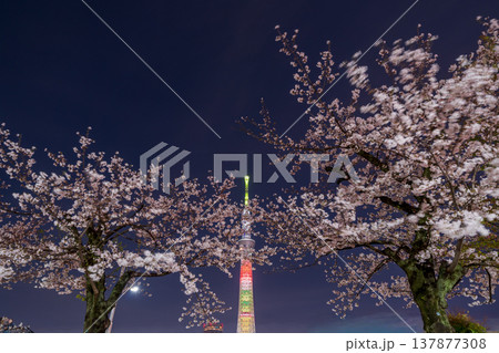 「東京都」隅田公園の夜桜と東京スカイツリーの風景 墨田区 「東京都」隅田公園の夜桜と東京スカイツリーの風景 墨田区 137877308