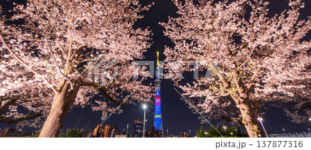 「東京都」隅田公園の夜桜と東京スカイツリーの風景　墨田区 137877316