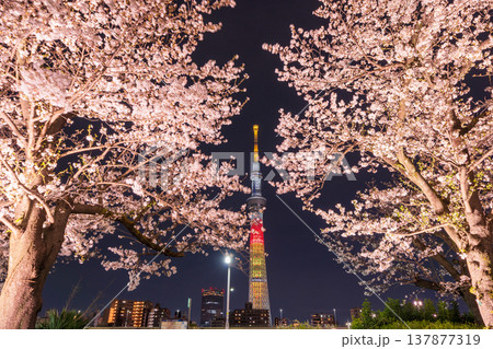 「東京都」隅田公園の夜桜と東京スカイツリーの風景　墨田区 137877319