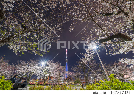 「東京都」隅田公園の夜桜と東京スカイツリーの風景　墨田区 137877321
