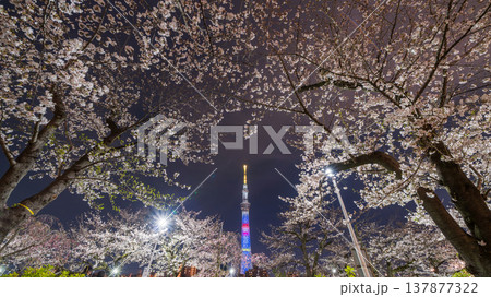 「東京都」隅田公園の夜桜と東京スカイツリーの風景 墨田区 「東京都」隅田公園の夜桜と東京スカイツリーの風景 墨田区 137877322