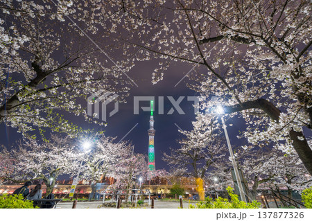 「東京都」隅田公園の夜桜と東京スカイツリーの風景 墨田区 「東京都」隅田公園の夜桜と東京スカイツリーの風景 墨田区 137877326