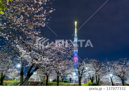 「東京都」隅田公園の夜桜と東京スカイツリーの風景 墨田区 「東京都」隅田公園の夜桜と東京スカイツリーの風景 墨田区 137877332