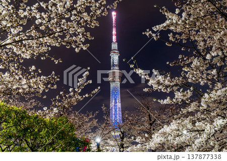 「東京都」隅田公園の夜桜と東京スカイツリーの風景 墨田区 「東京都」隅田公園の夜桜と東京スカイツリーの風景 墨田区 137877338