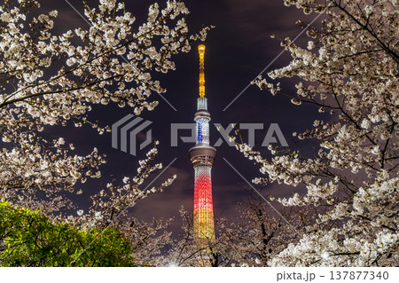 「東京都」隅田公園の夜桜と東京スカイツリーの風景　墨田区 137877340