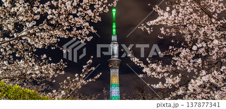 「東京都」隅田公園の夜桜と東京スカイツリーの風景　墨田区 137877341